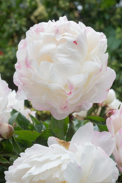 Gardenia White Peony 3-5 eyes