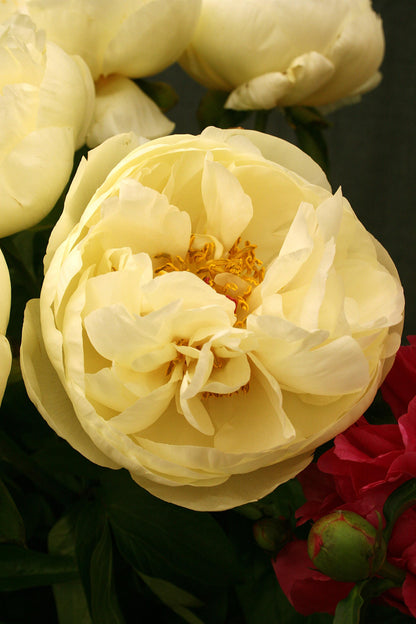 Lemon Chiffon peony 3-5 eyes