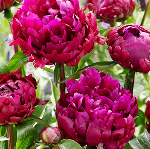 Peter Brand Peony 3-5 eyes