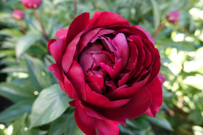 Peter Brand Peony 3-5 eyes