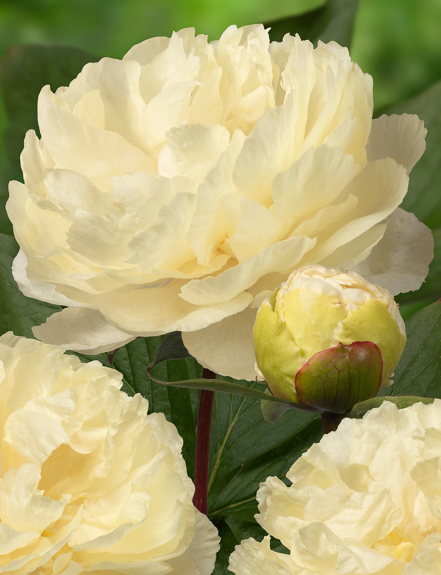 Sunny Girl Peony 3-5 eyes
