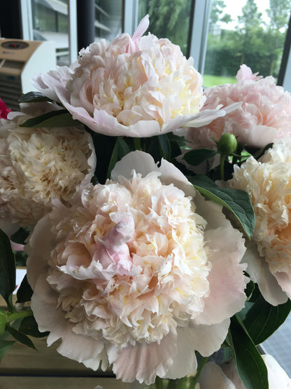 Top Brass Peony 3-5 eyes