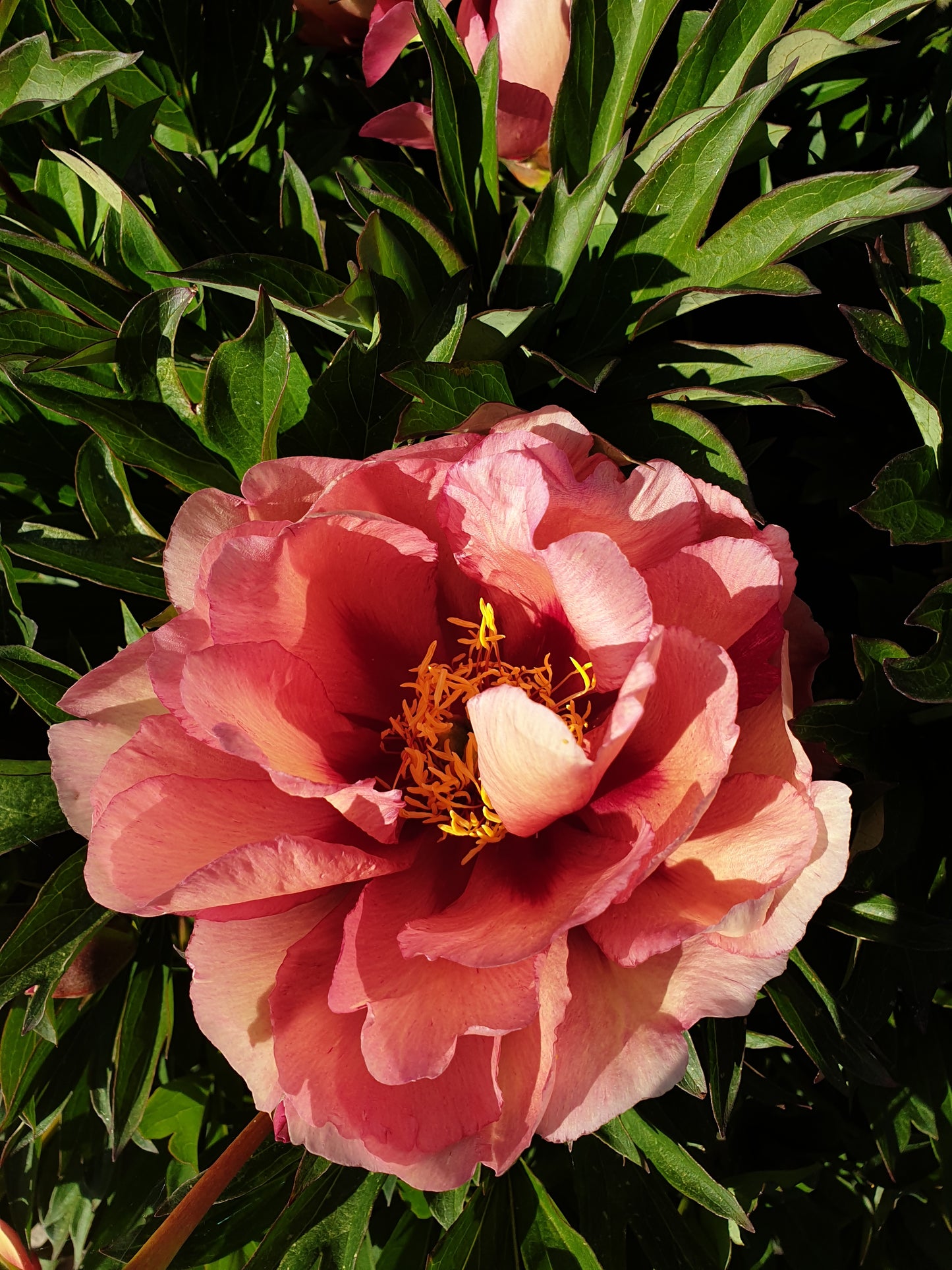 Itoh Kopper Kettle Peony 2-3 eyes