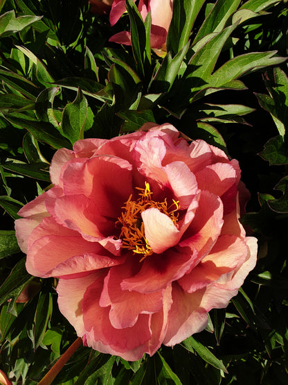 Itoh Kopper Kettle Peony 2-3 eyes