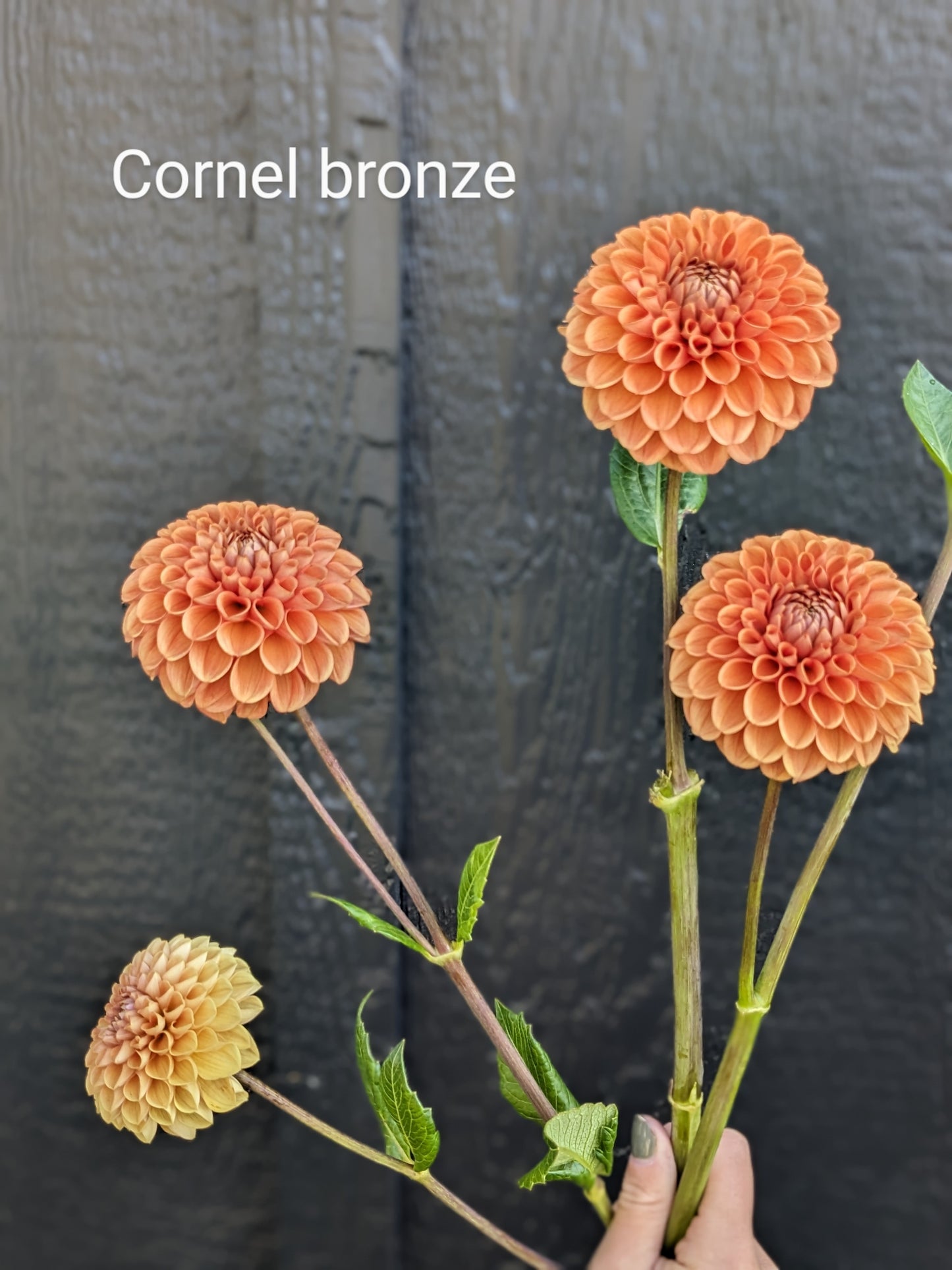 Cornel bronze