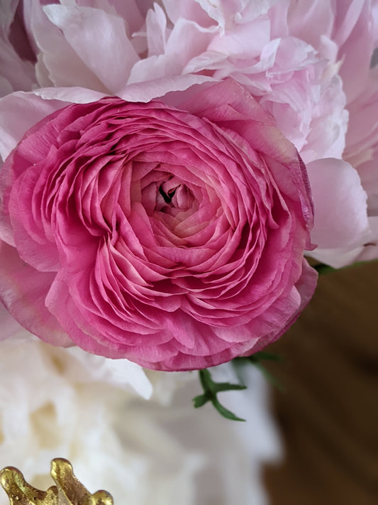 Ranunculus Amandine Rose