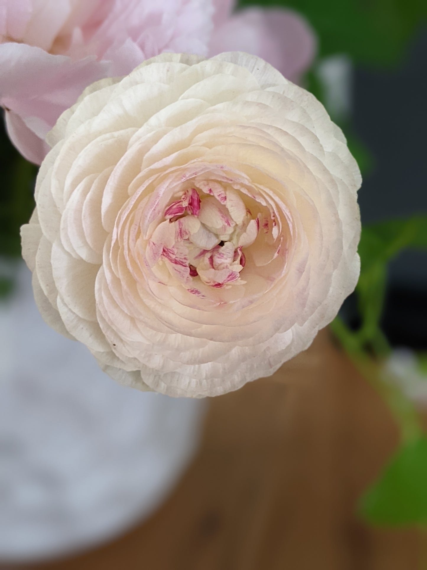 Ranunculus Amandine Porcelaine