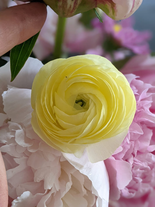 Ranunculus Amandine Cream