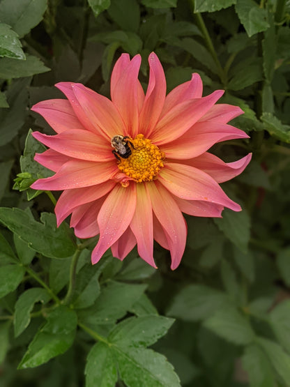 Flora (2025 New Release)