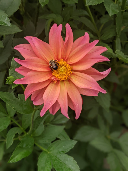 Flora (2025 New Release)