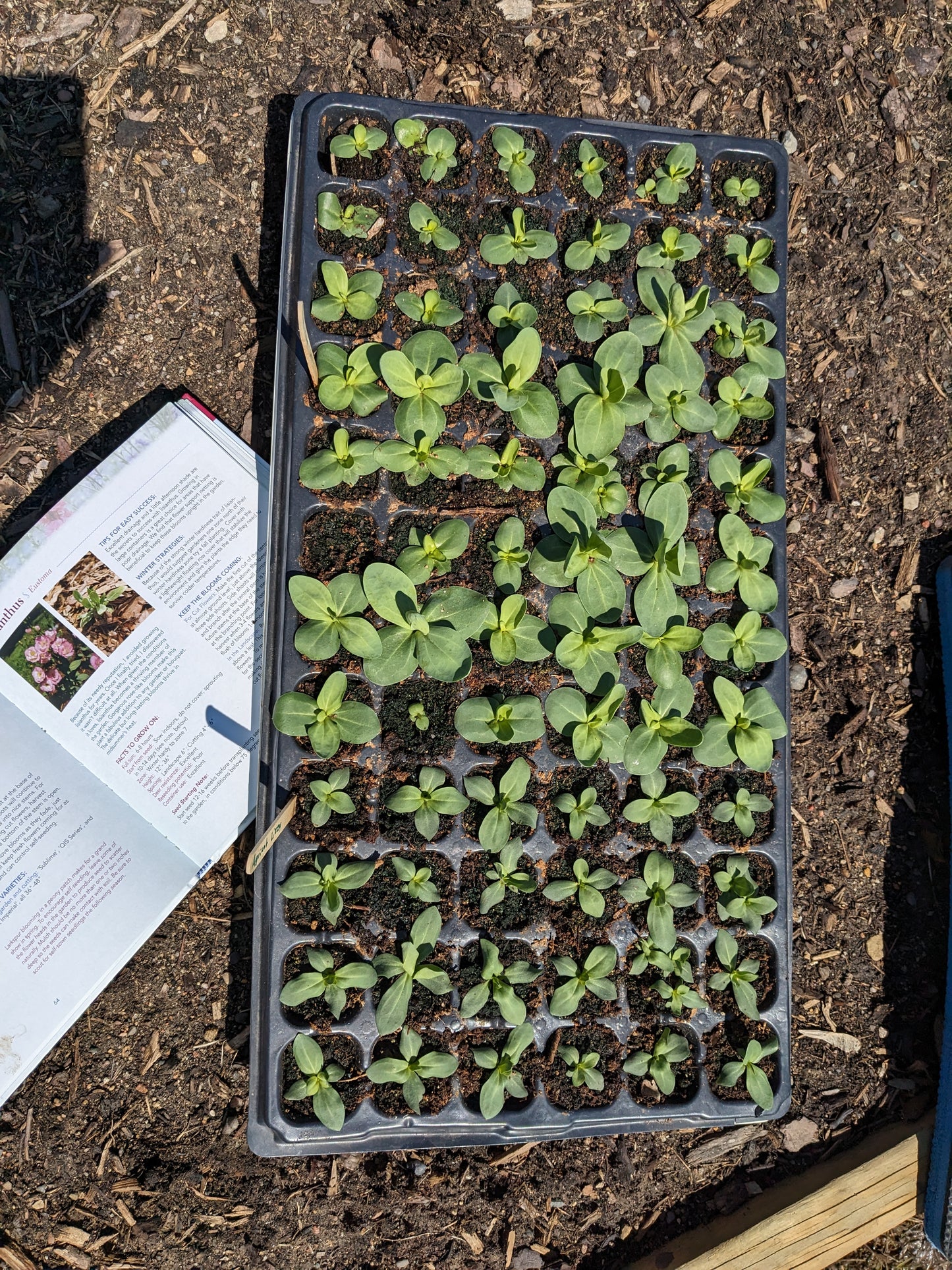 Cut flower seed starts