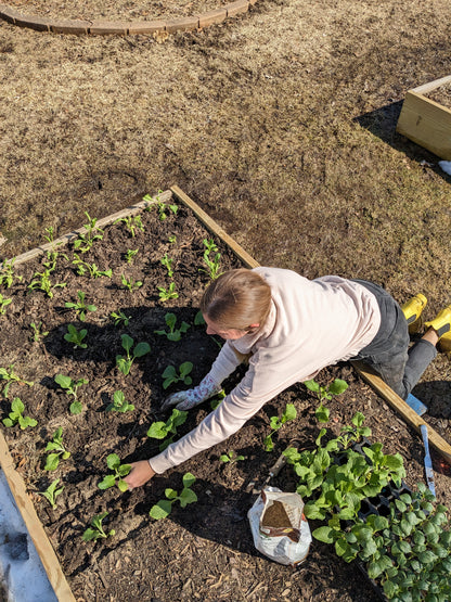 Cut flower seed starts