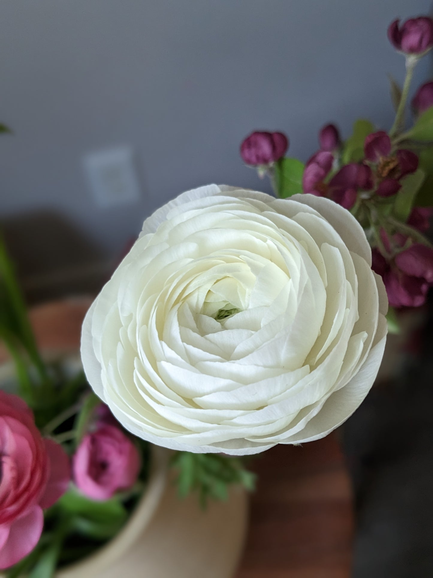 Ranunculus Amandine White