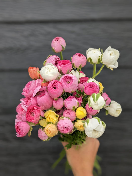 Ranunculus Amandine Mix