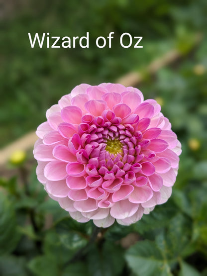 Wizard of Oz