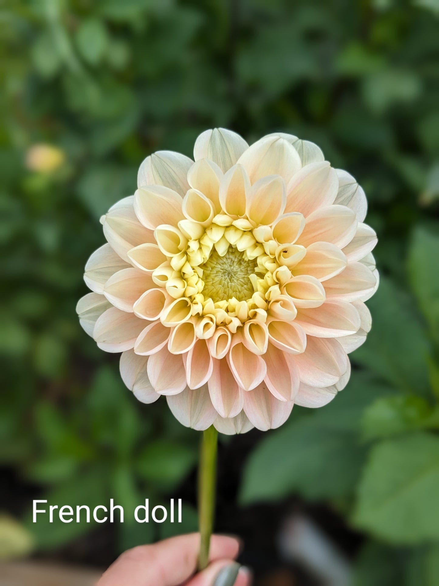 French Doll