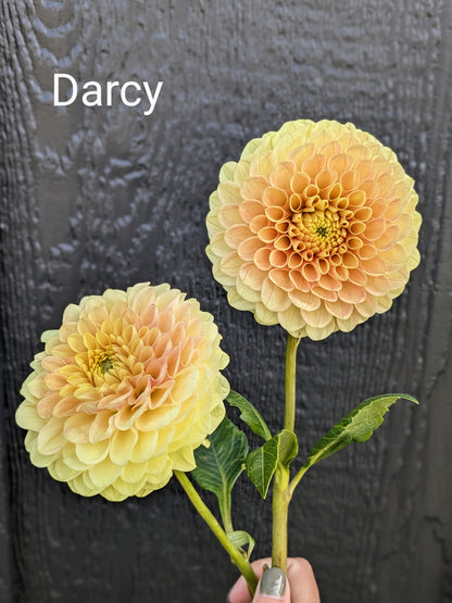 Darcy