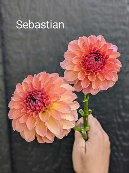 Sebastian