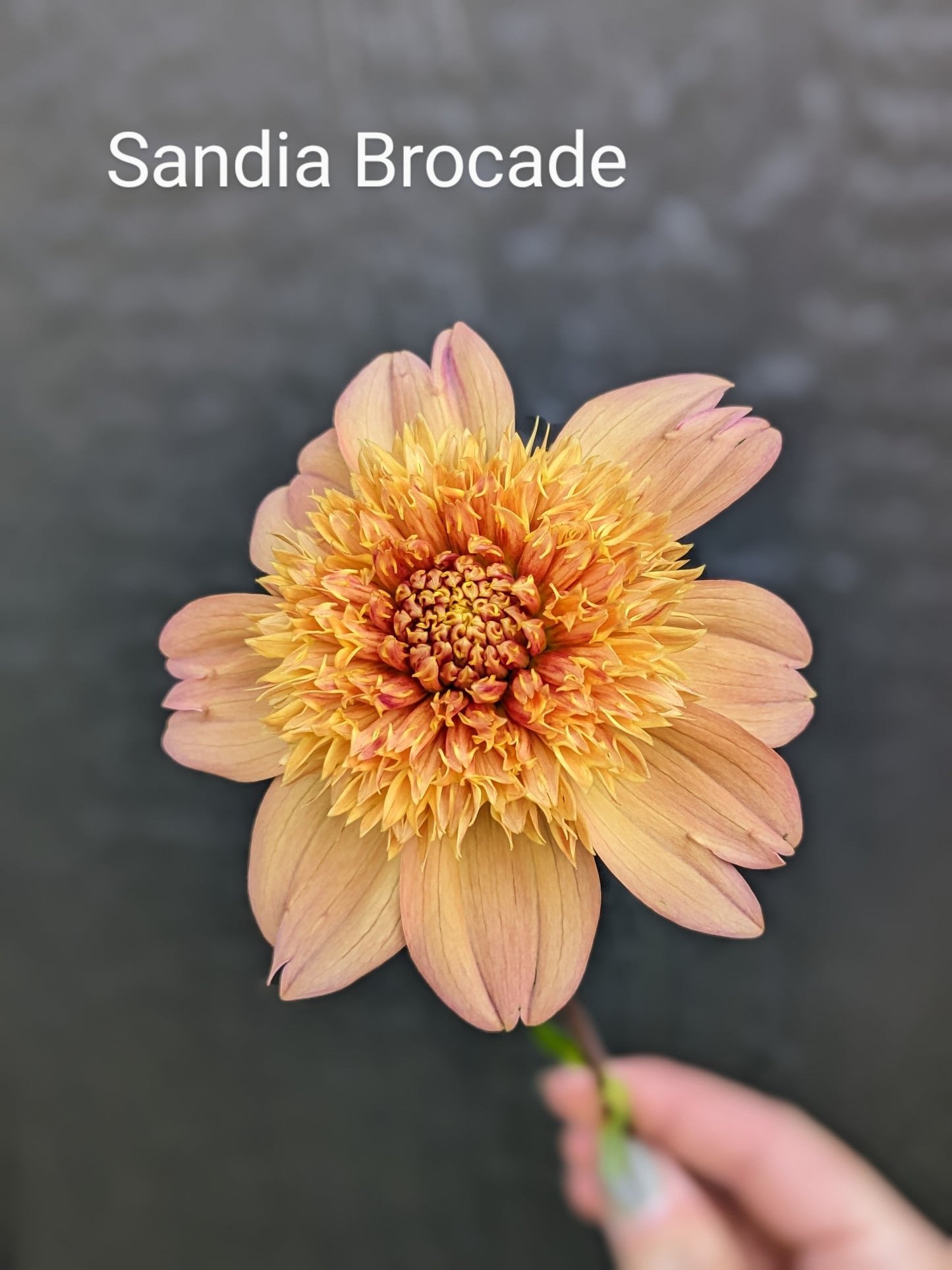 Sandia Brocade