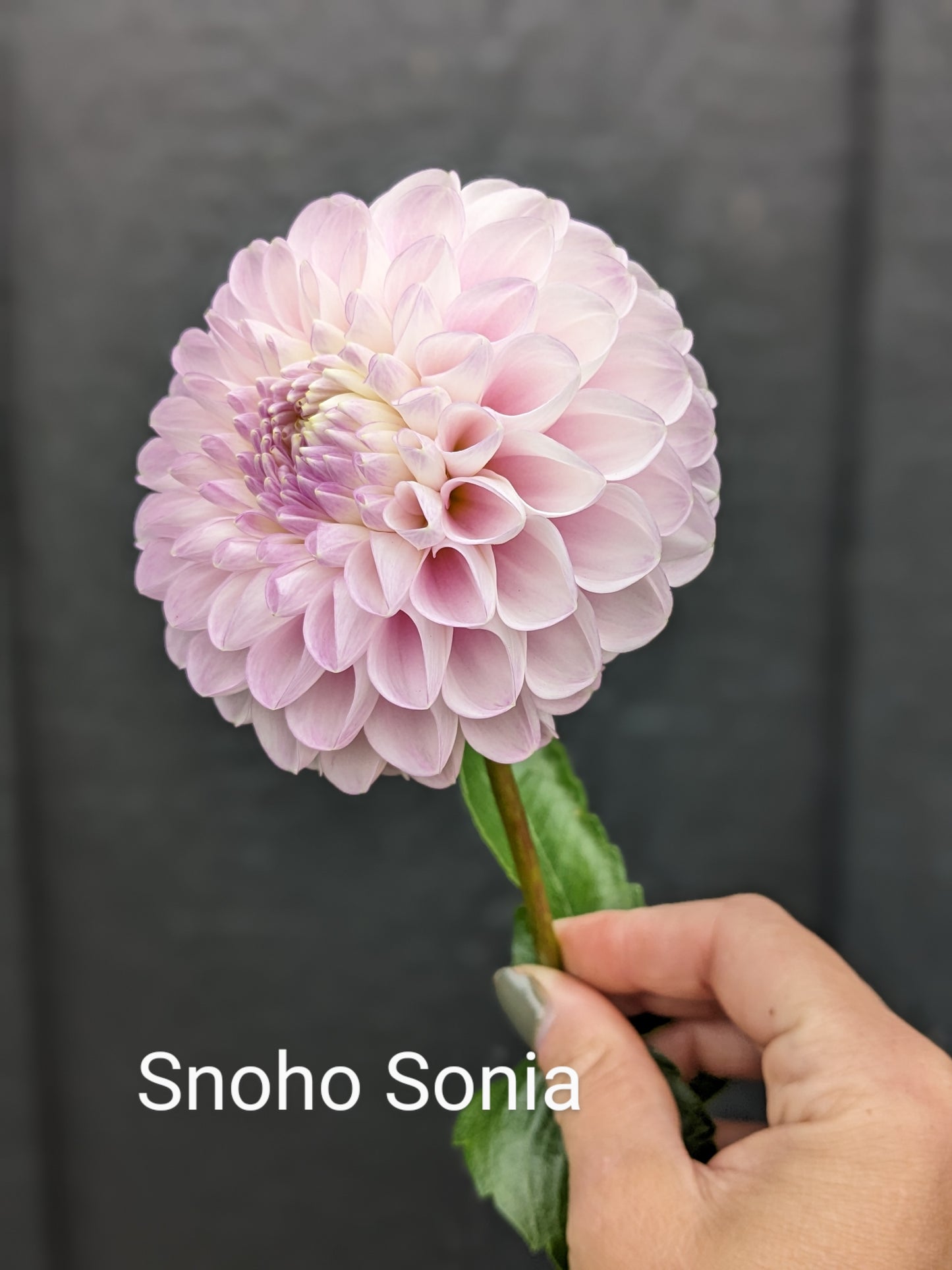 Snoho Sonia