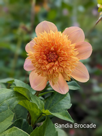 Sandia Brocade