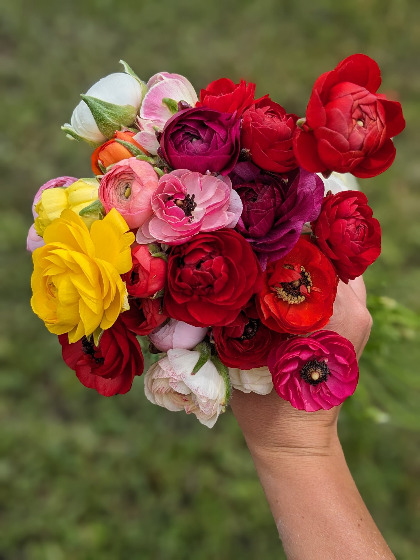 Ranunculus Amandine Mix