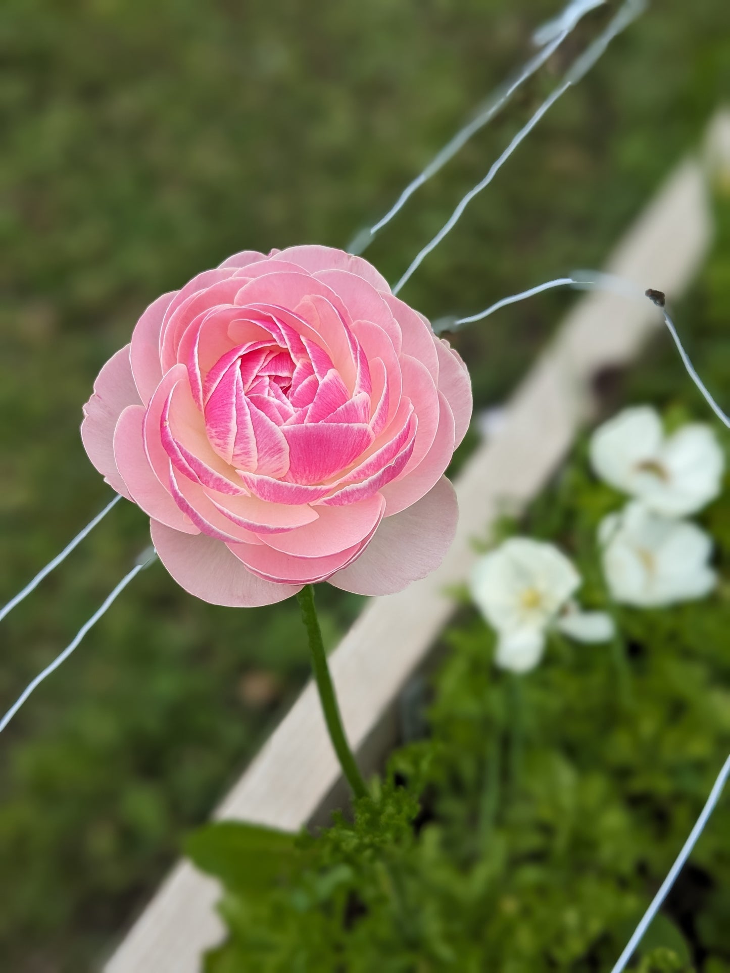 Ranunculus Amandine Porcelaine