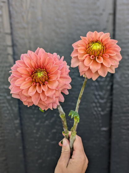 KA's™ Guava
