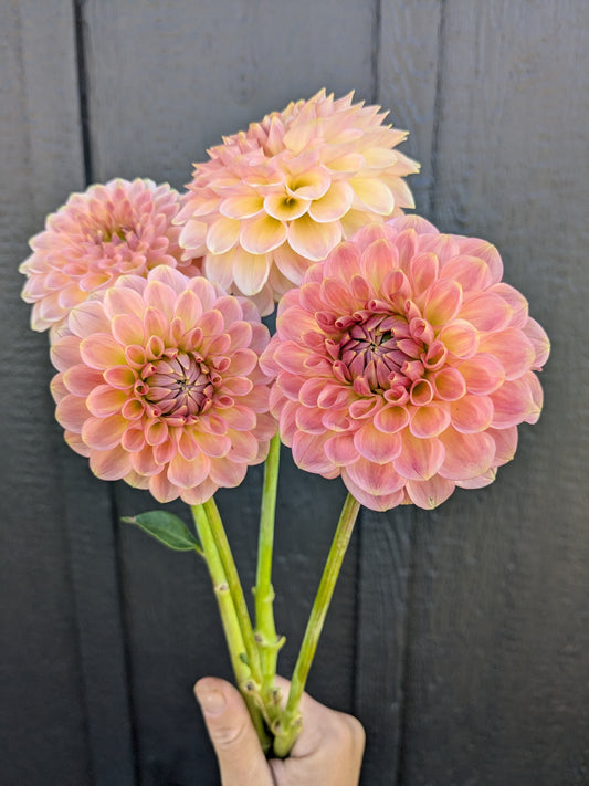 20th Ave Softer Peach