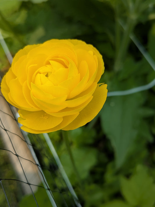 Ranunculus Amandine Gold