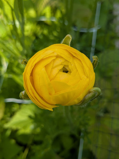 Ranunculus Half Clone Pergold (corm size 7+, XL)