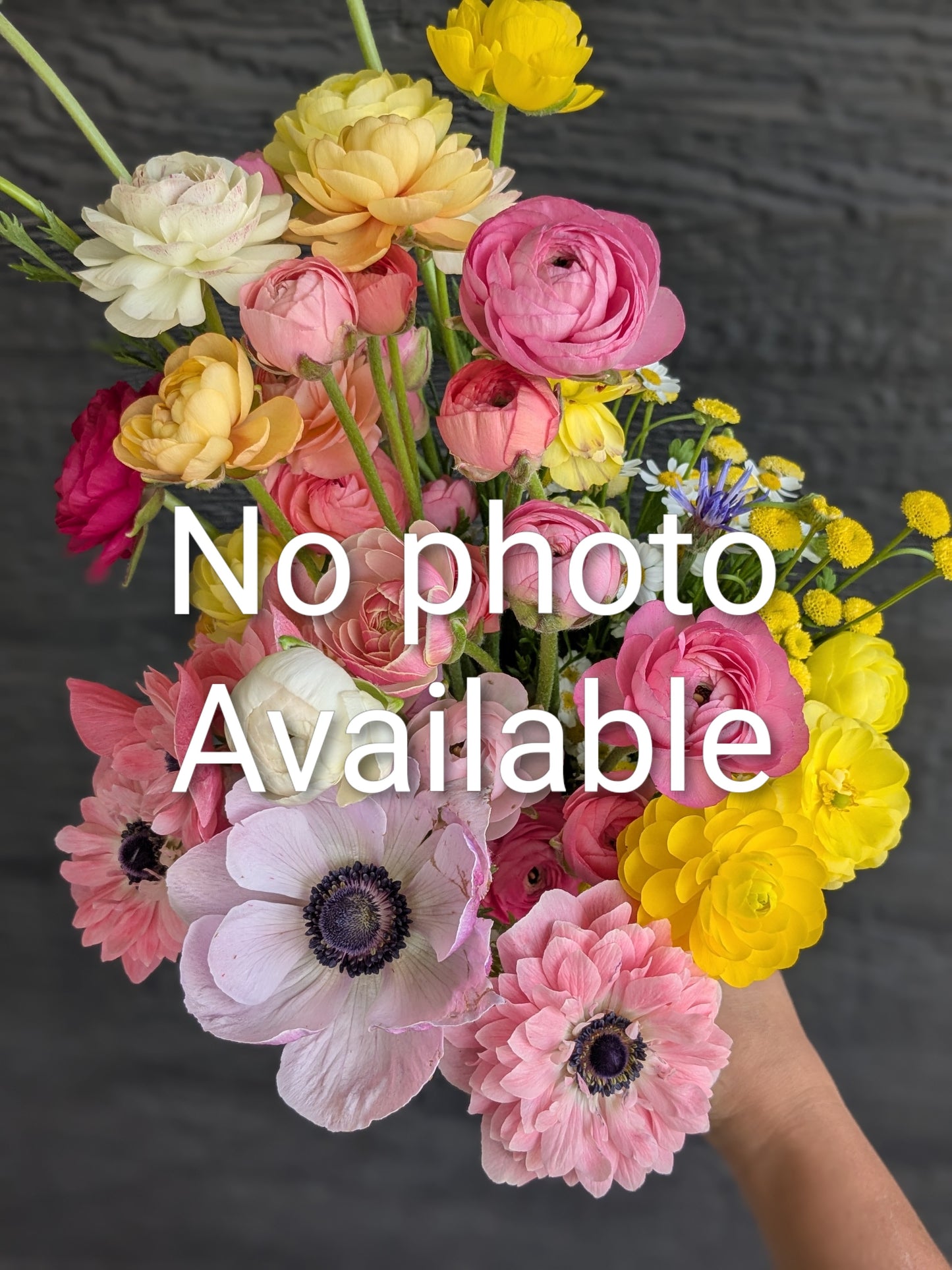 Ranunculus Clone Lollipop (pink- very rare)