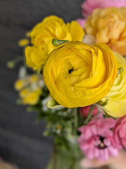 Ranunculus Half Clone Pergold (corm size 7+, XL)