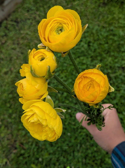 Ranunculus Half Clone Pergold (corm size 7+, XL)