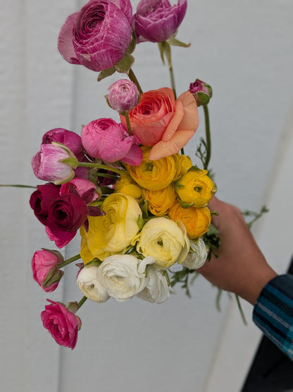 Ranunculus Half Clone Pergold (corm size 7+, XL)