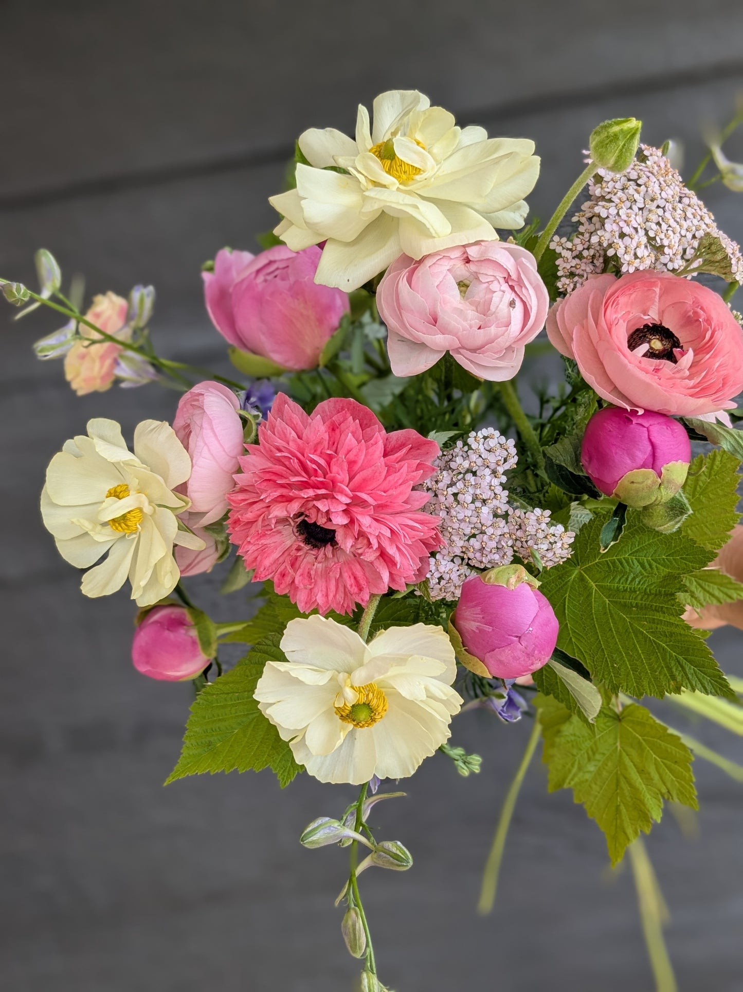 Ranunculus Tecolote Pastel Mix (size 7+)