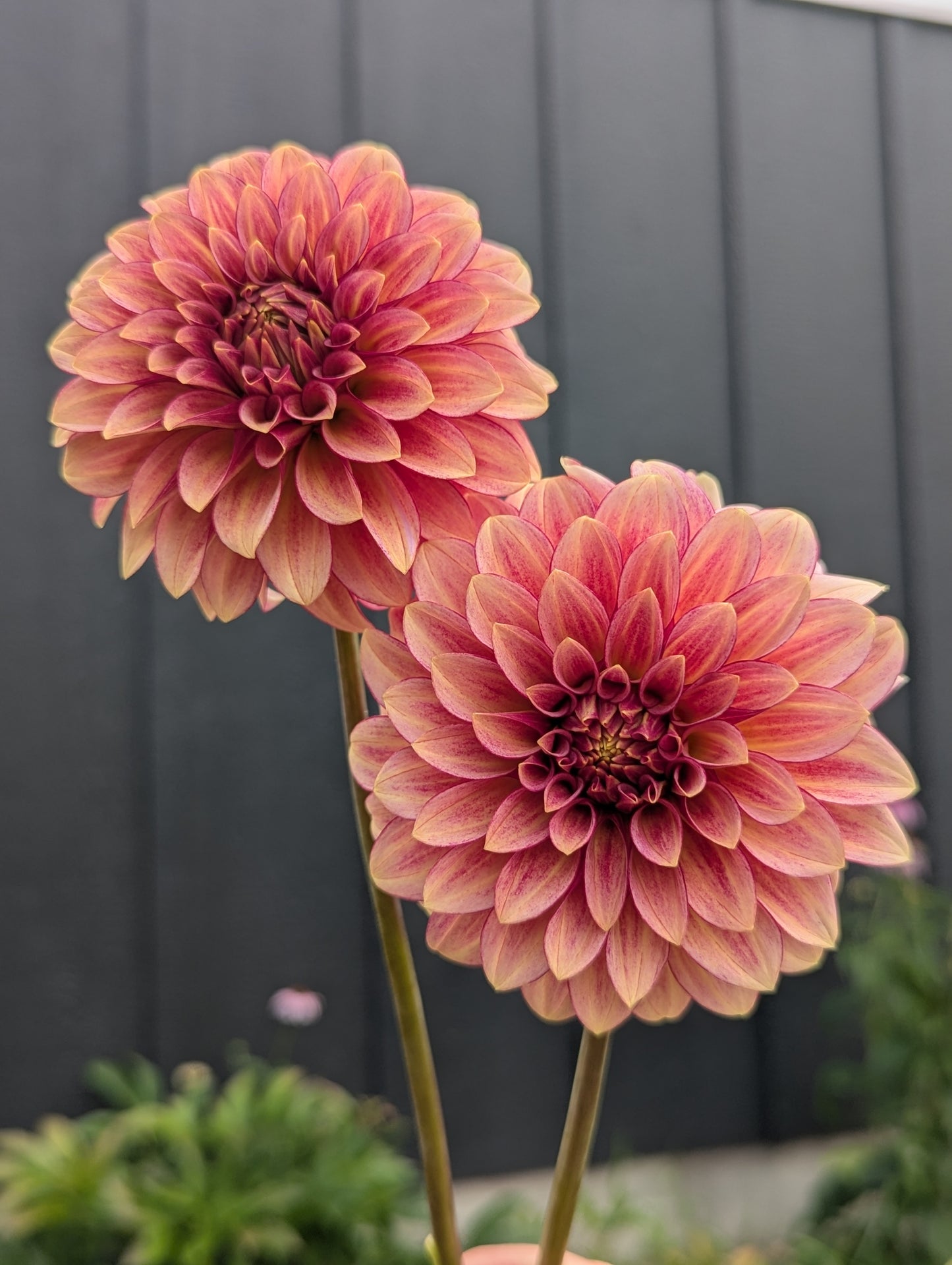 RM Raspberry Twinkle