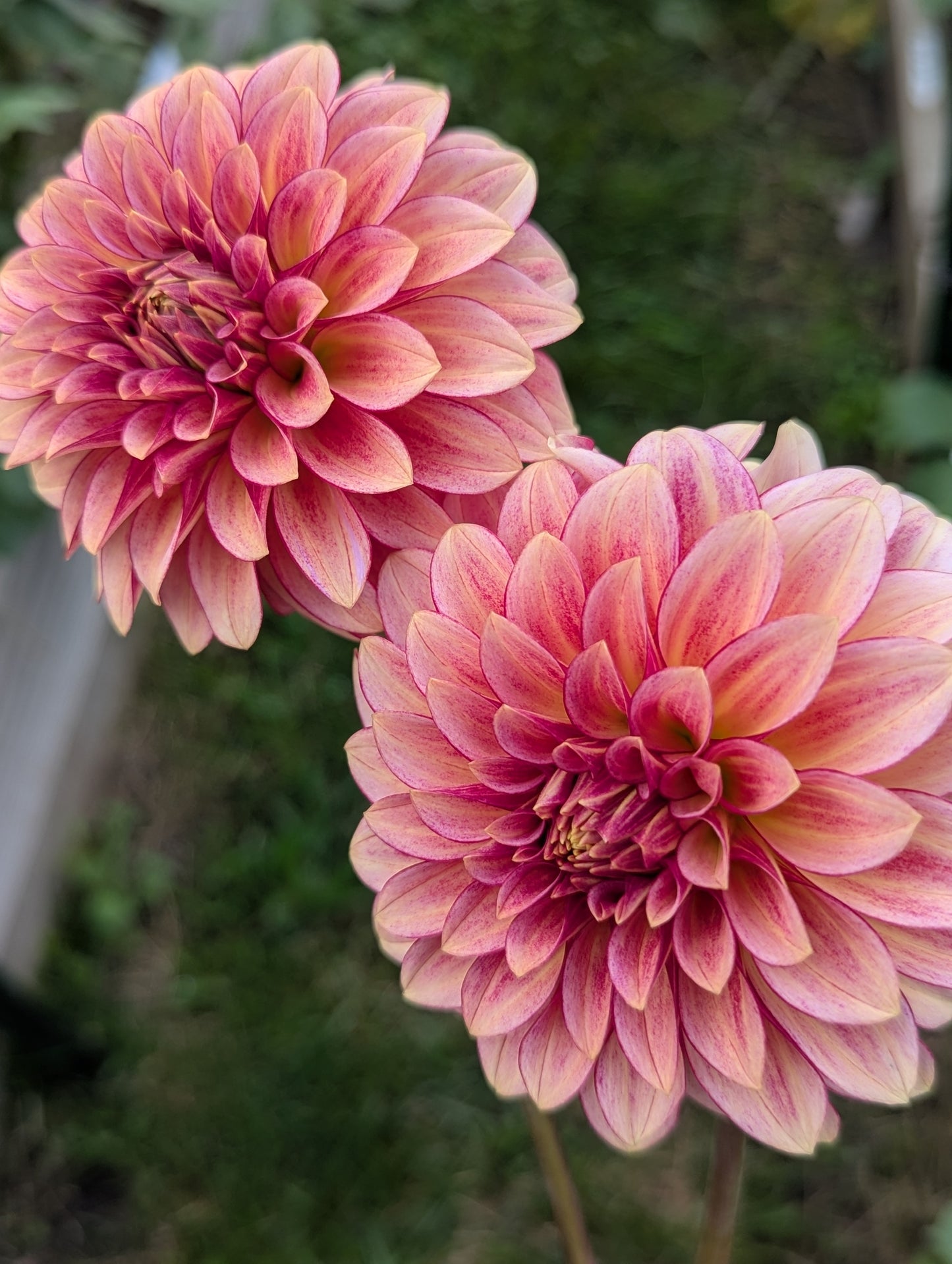 RM Raspberry Twinkle