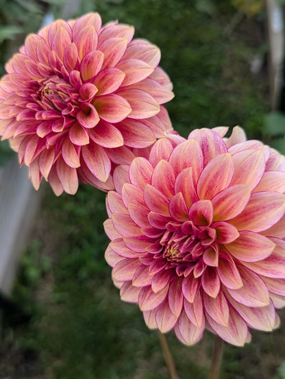 RM Raspberry Twinkle