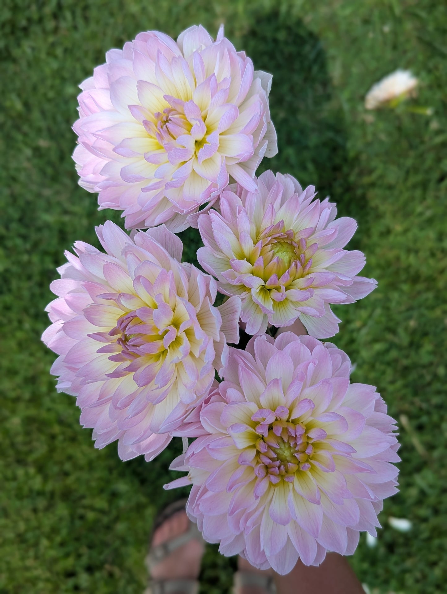Hollyhill Lilibet
