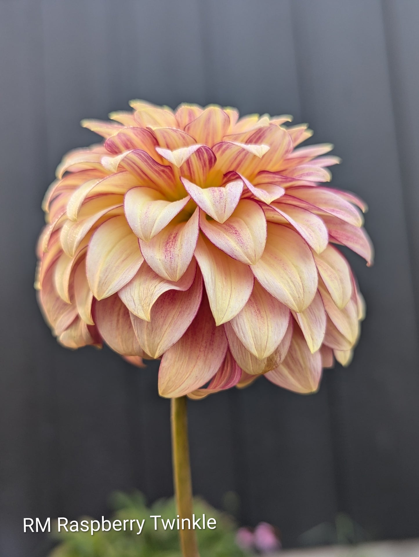 Premium Named Parent