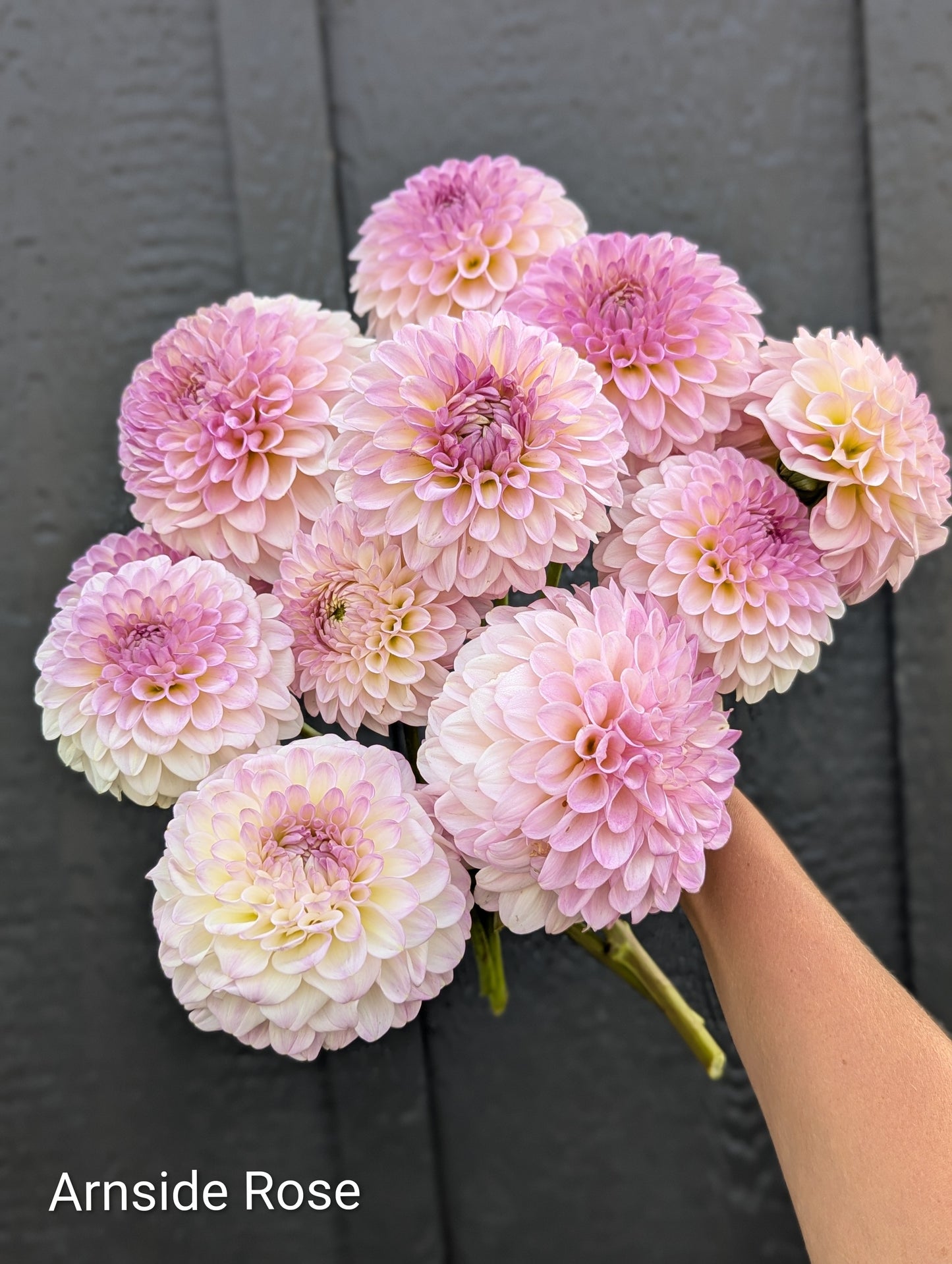 Premium Named Parent