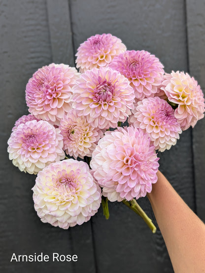 Premium Named Parent