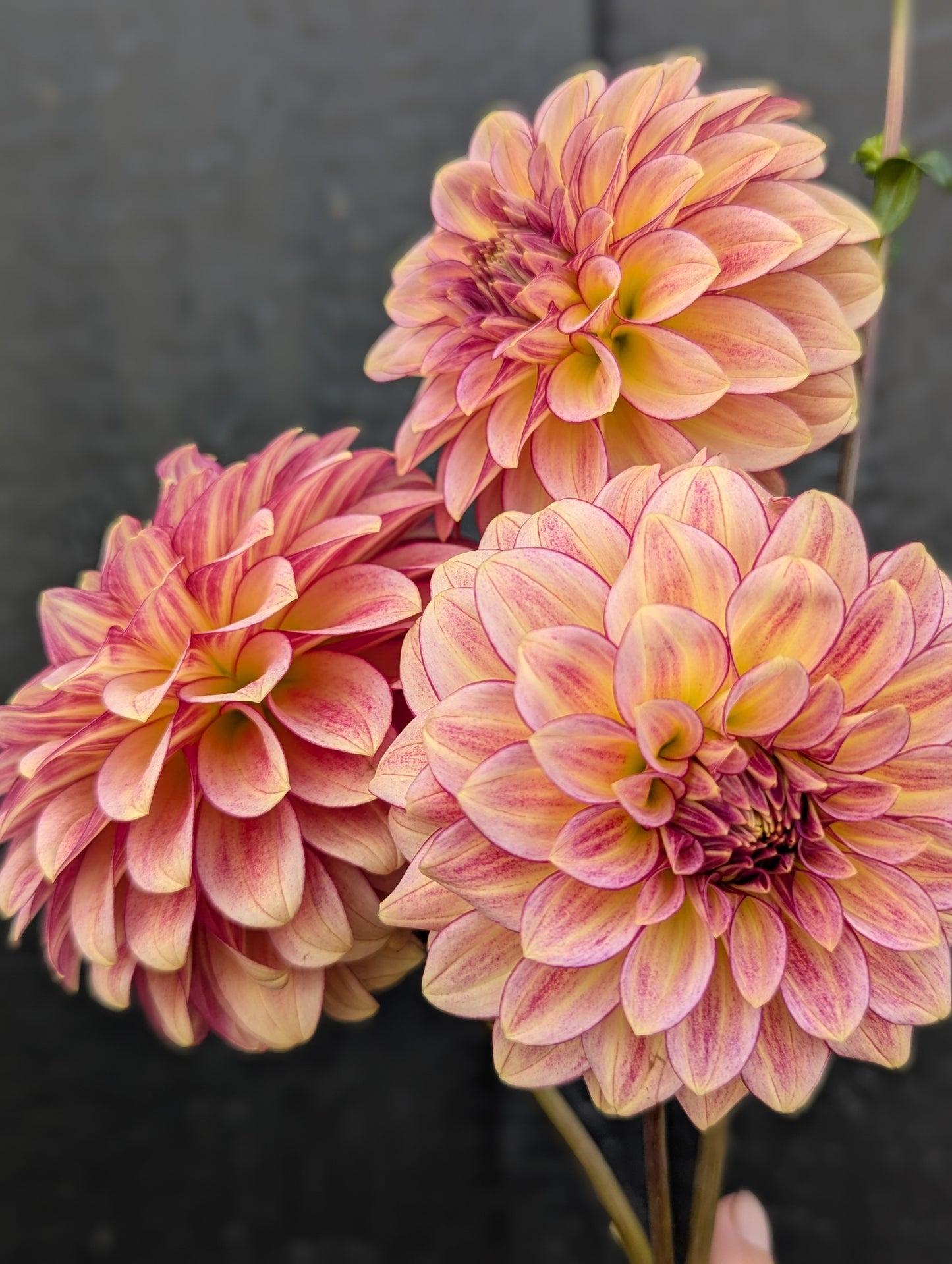 RM Raspberry Twinkle