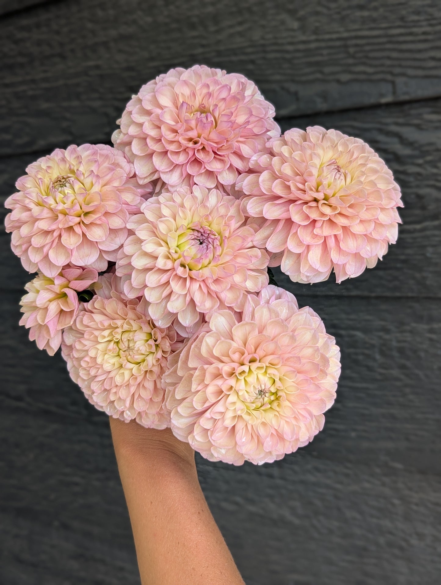 Levi's Revenant- Limit 1