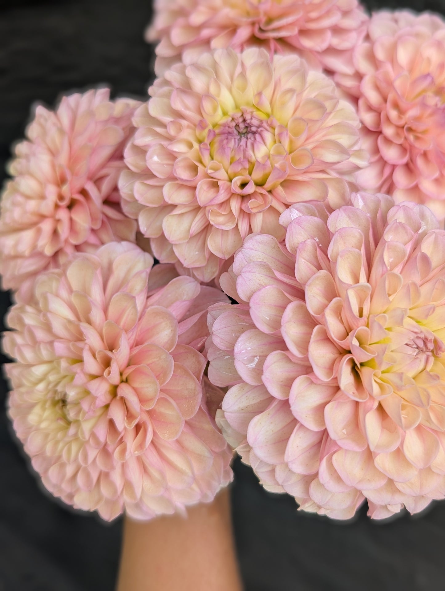 Levi's Revenant- Limit 1