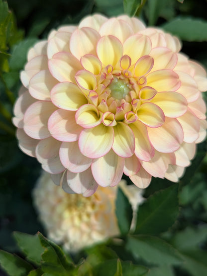 Burfoot Eva (Limit 1)