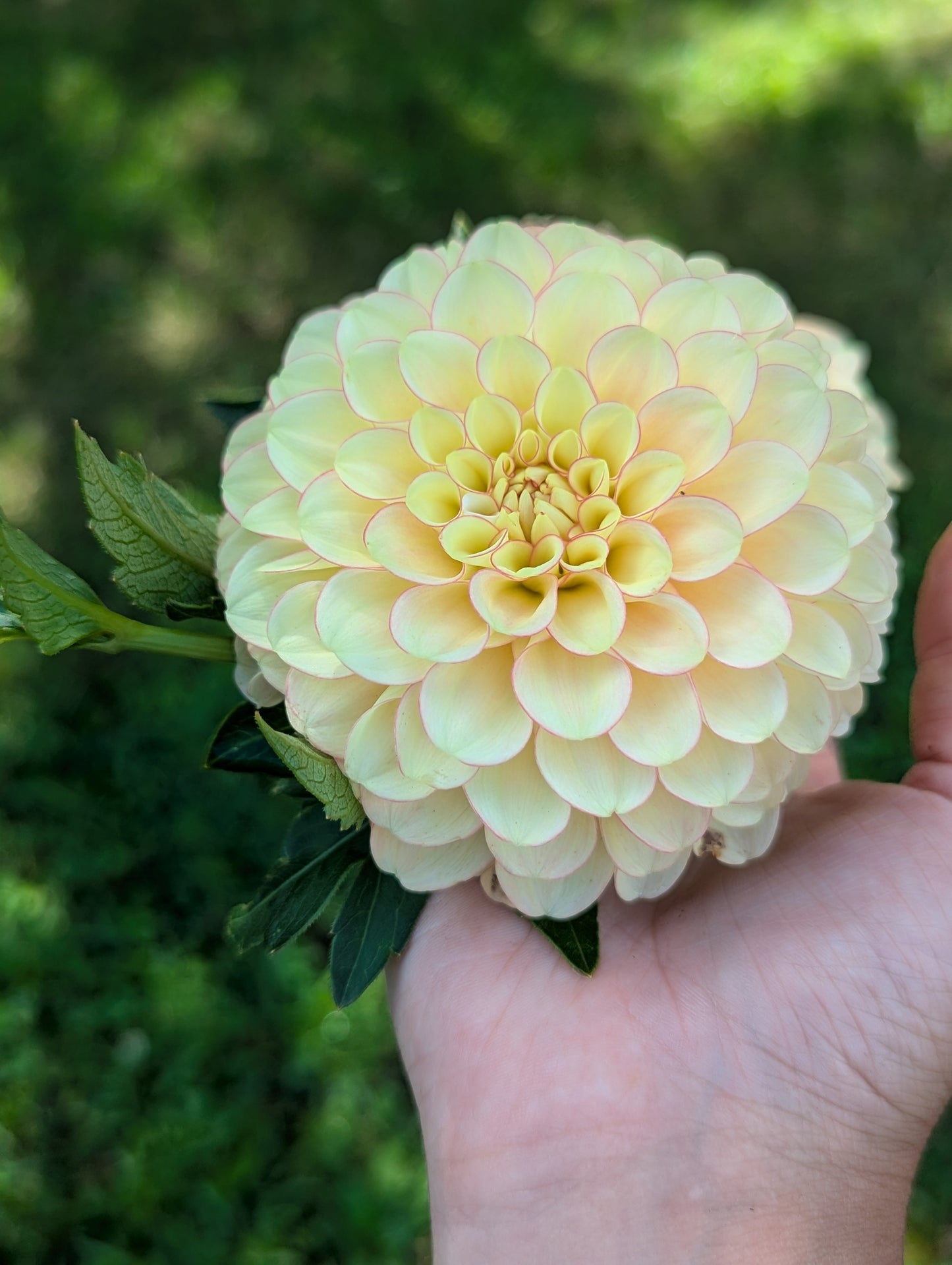 Burfoot Eva (Limit 1)