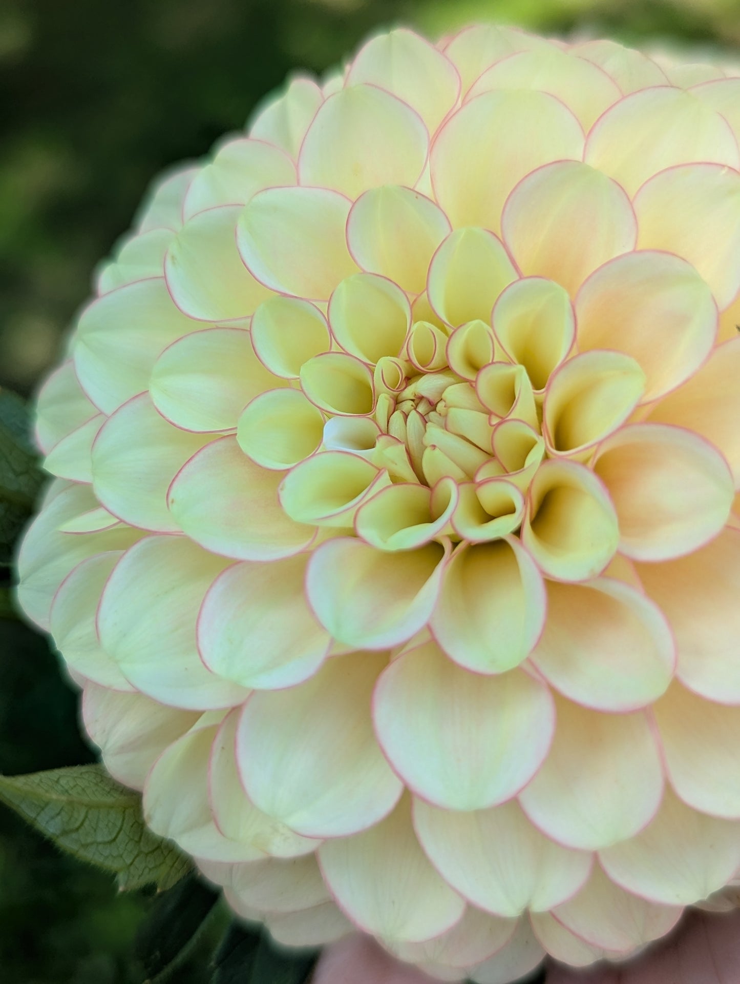 Burfoot Eva (Limit 1)