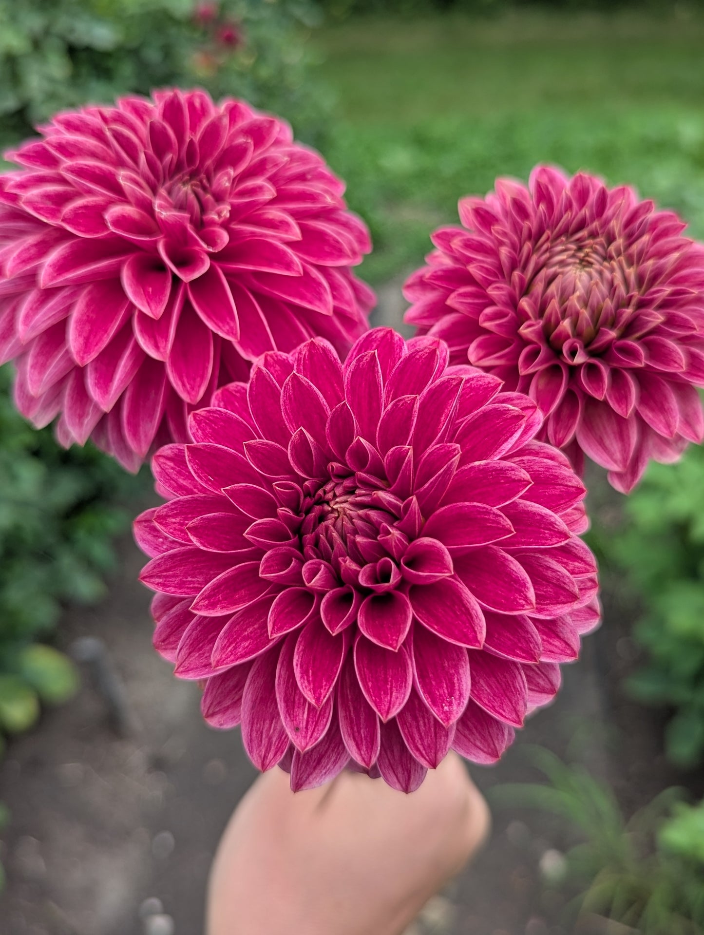 KA's® Rosie Jo